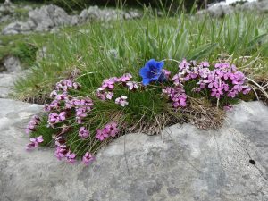 Mydlnica lekarska – i jej wielorakie zastosowania