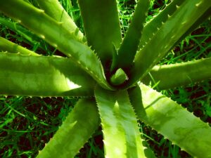 Aloes – właściwości, zastosowanie i korzyści zdrowotne. Dlaczego warto go stosować?
