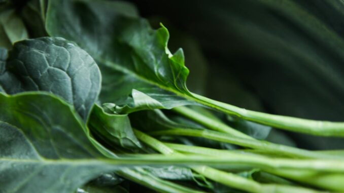 Photo by Cats Coming Vibrant close-up of fresh organic collard greens showcasing natural texture and color.